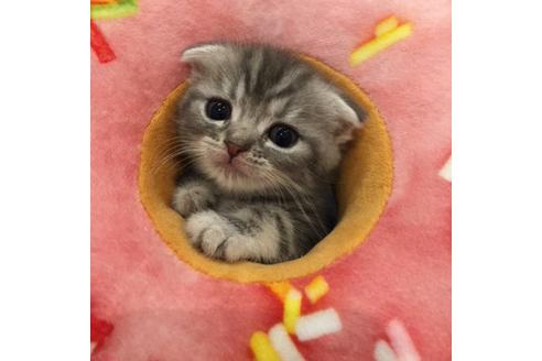 成約済の大阪府のスコティッシュフォールド-3563の5枚目