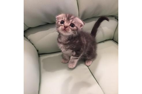 成約済の大阪府のスコティッシュフォールド-3563の4枚目