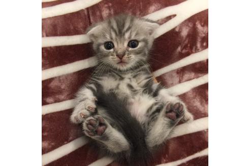 成約済の大阪府のスコティッシュフォールド-3563の3枚目