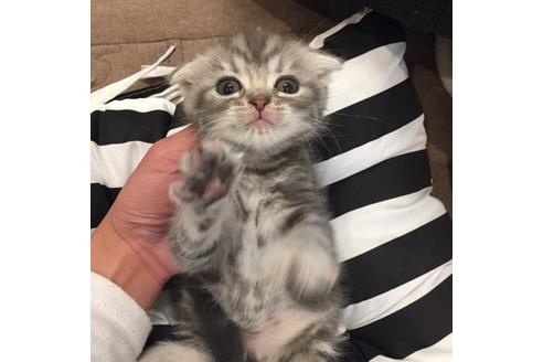 成約済の大阪府のスコティッシュフォールド-3563の1枚目