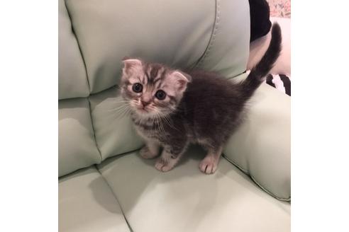 成約済の大阪府のスコティッシュフォールド-3564の5枚目