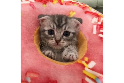 成約済の大阪府のスコティッシュフォールド-3564の4枚目