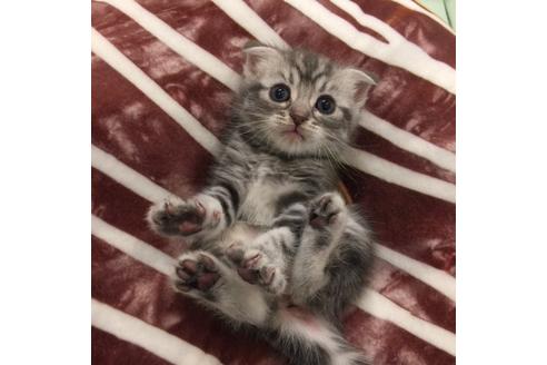 成約済の大阪府のスコティッシュフォールド-3564の3枚目