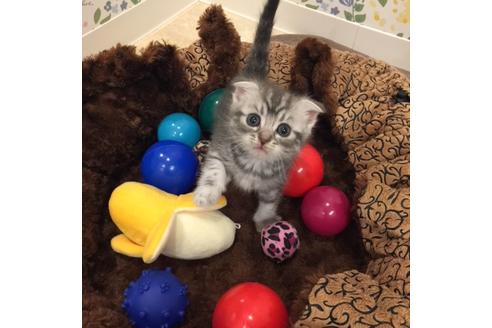 成約済の大阪府のスコティッシュフォールド-3564の2枚目