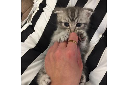 成約済の大阪府のスコティッシュフォールド-3564の1枚目