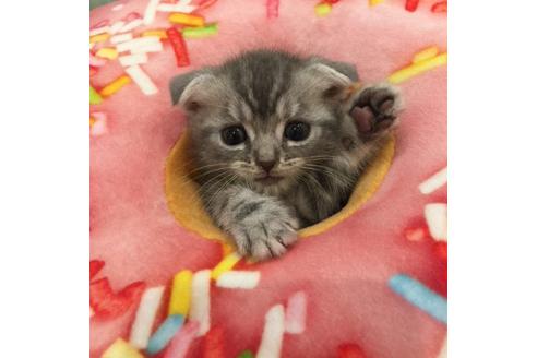 成約済の大阪府のスコティッシュフォールド-3565の4枚目