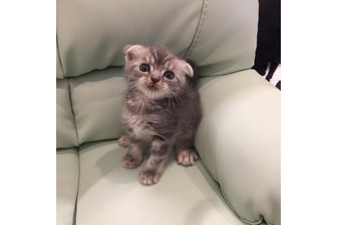 成約済の大阪府のスコティッシュフォールド-3565の3枚目