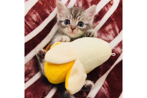 成約済の大阪府のスコティッシュフォールド-3566の5枚目