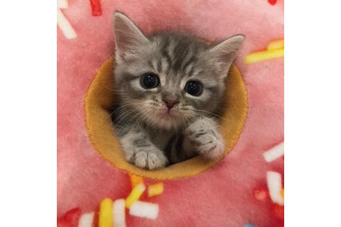 成約済の大阪府のスコティッシュフォールド-3566の4枚目