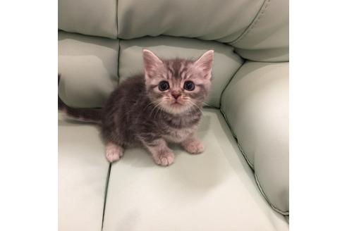 成約済の大阪府のスコティッシュフォールド-3566の3枚目