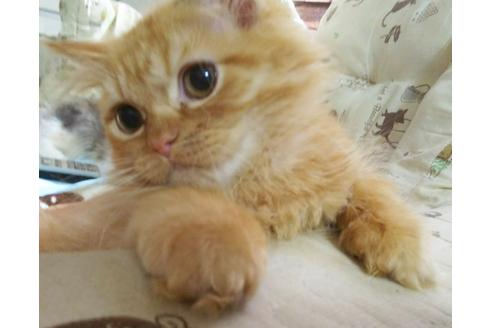 成約済の愛知県のスコティッシュフォールド-3215の5枚目