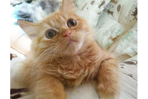 成約済の愛知県のスコティッシュフォールド-3215の4枚目