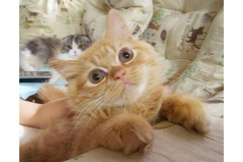 成約済の愛知県のスコティッシュフォールド-3215の3枚目