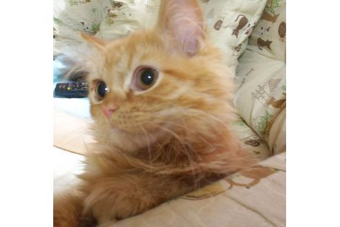 成約済の愛知県のスコティッシュフォールド-3215の2枚目