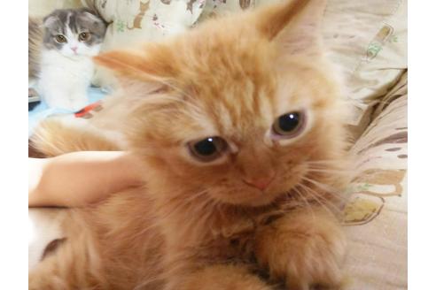 成約済の愛知県のスコティッシュフォールド-3215の1枚目