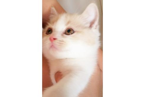 成約済の愛知県のスコティッシュフォールド-3538の4枚目