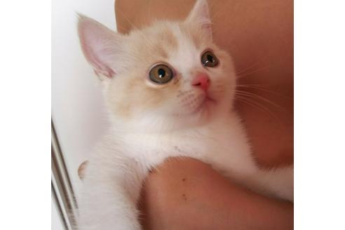 成約済の愛知県のスコティッシュフォールド-3538の3枚目