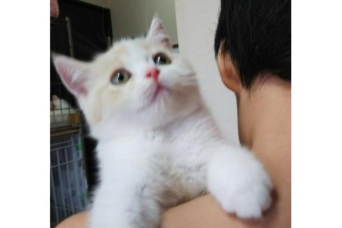 成約済の愛知県のスコティッシュフォールド-3538の1枚目