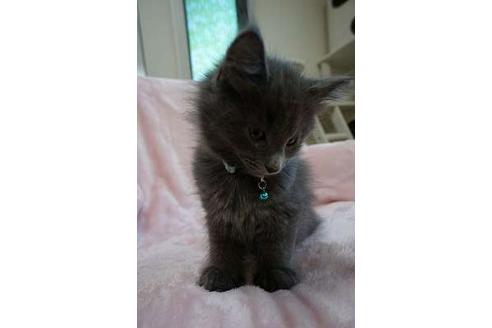 成約済の埼玉県のノルウェージャンフォレストキャット-3627の4枚目