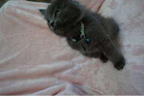 成約済の埼玉県のノルウェージャンフォレストキャット-3627の3枚目