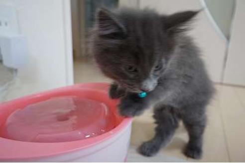 成約済の埼玉県のノルウェージャンフォレストキャット-3627の2枚目