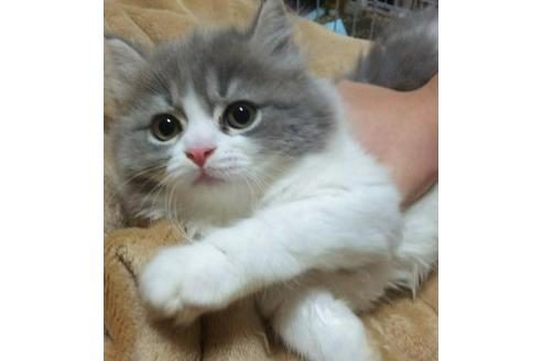 成約済の愛知県のスコティッシュフォールド-3658の4枚目