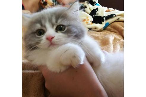 成約済の愛知県のスコティッシュフォールド-3658の3枚目