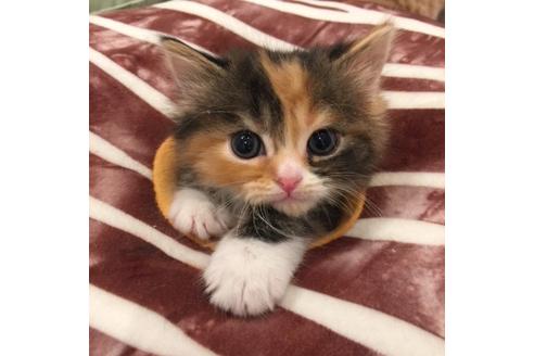 成約済の大阪府のマンチカン-3659の5枚目