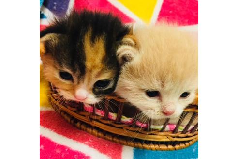 成約済の大阪府のマンチカン-3659の3枚目