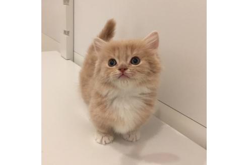 成約済の大阪府のマンチカン-3660の5枚目