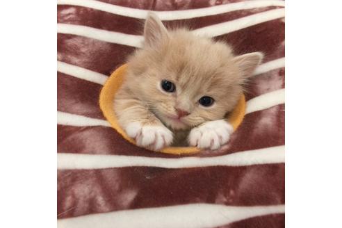 成約済の大阪府のマンチカン-3660の4枚目