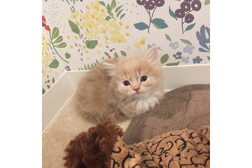 成約済の大阪府のマンチカン-3660の3枚目