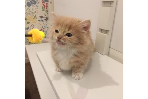 成約済の大阪府のマンチカン-3660の2枚目