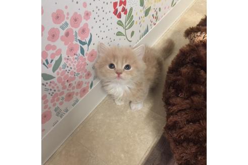 成約済の大阪府のマンチカン-3660の1枚目