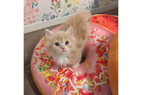 成約済の大阪府のマンチカン-3661の5枚目