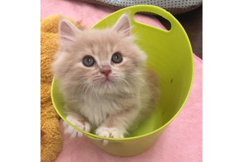 成約済の大阪府のマンチカン-3661の4枚目