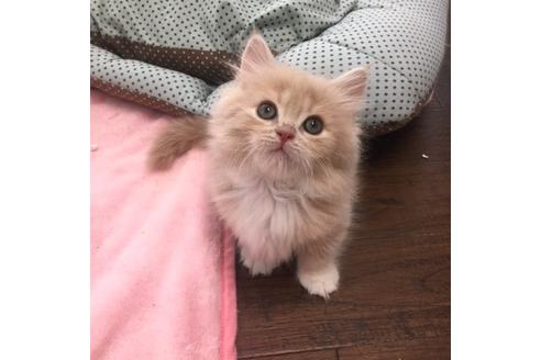 成約済の大阪府のマンチカン-3661の3枚目