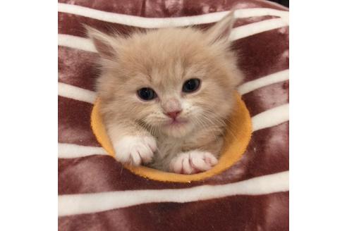 成約済の大阪府のマンチカン-3661の2枚目