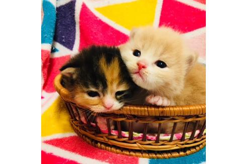 成約済の大阪府のマンチカン-3661の1枚目