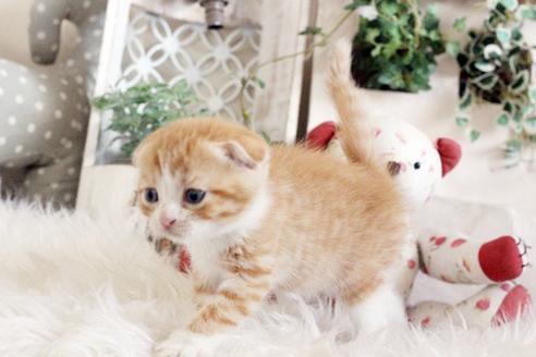成約済の佐賀県のスコティッシュフォールド-3670の2枚目