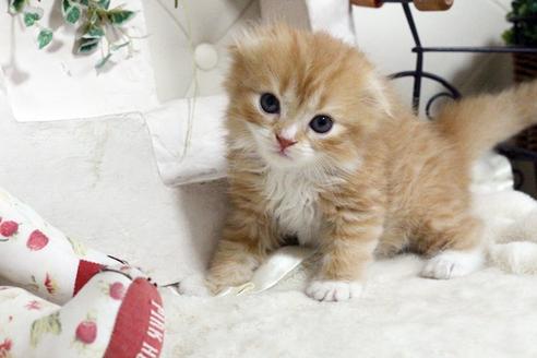 成約済の佐賀県のスコティッシュフォールド-3731の3枚目