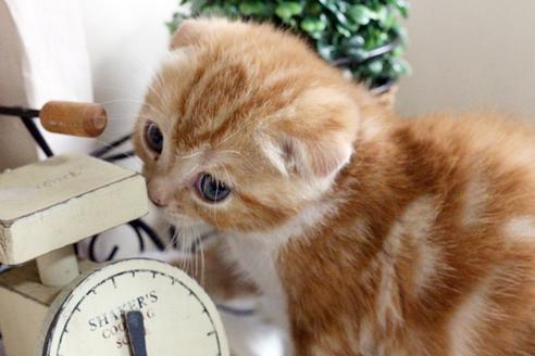成約済の佐賀県のスコティッシュフォールド-3734の2枚目