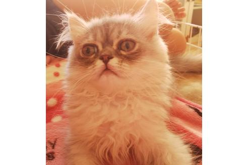 成約済の愛知県のペルシャ-3587の5枚目