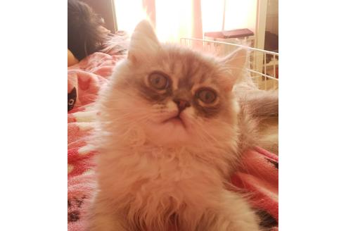 成約済の愛知県のペルシャ-3587の4枚目