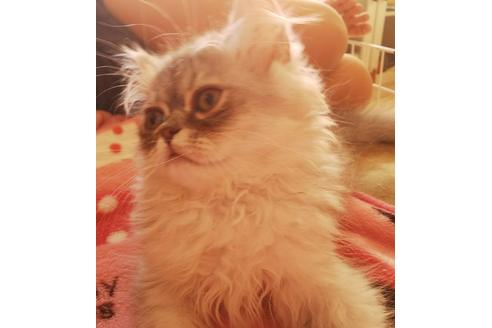 成約済の愛知県のペルシャ-3587の2枚目