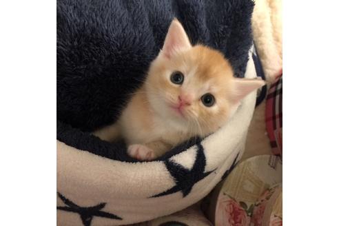 成約済の大阪府のスコティッシュフォールド-3755の5枚目