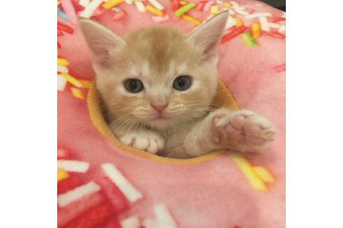 成約済の大阪府のスコティッシュフォールド-3755の4枚目