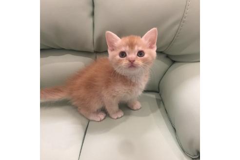 成約済の大阪府のスコティッシュフォールド-3755の3枚目