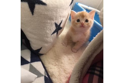 成約済の大阪府のスコティッシュフォールド-3755の2枚目