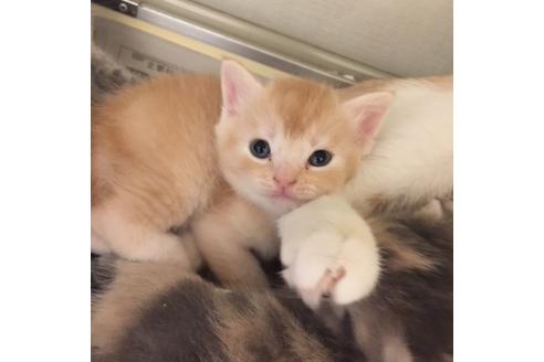 成約済の大阪府のスコティッシュフォールド-3755の1枚目